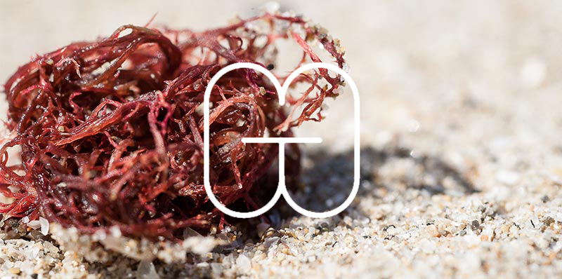 brand branding  beach rimini graphics ILLUSTRATION  Sun sea logo identity