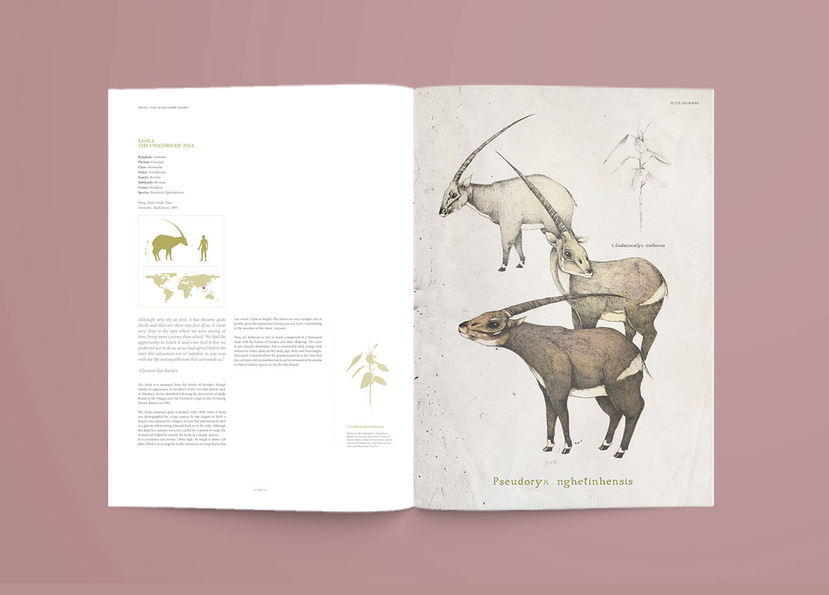 unicorn mammals inks watercolors page layout book scientific illustration book illustration Drawing  wild animals