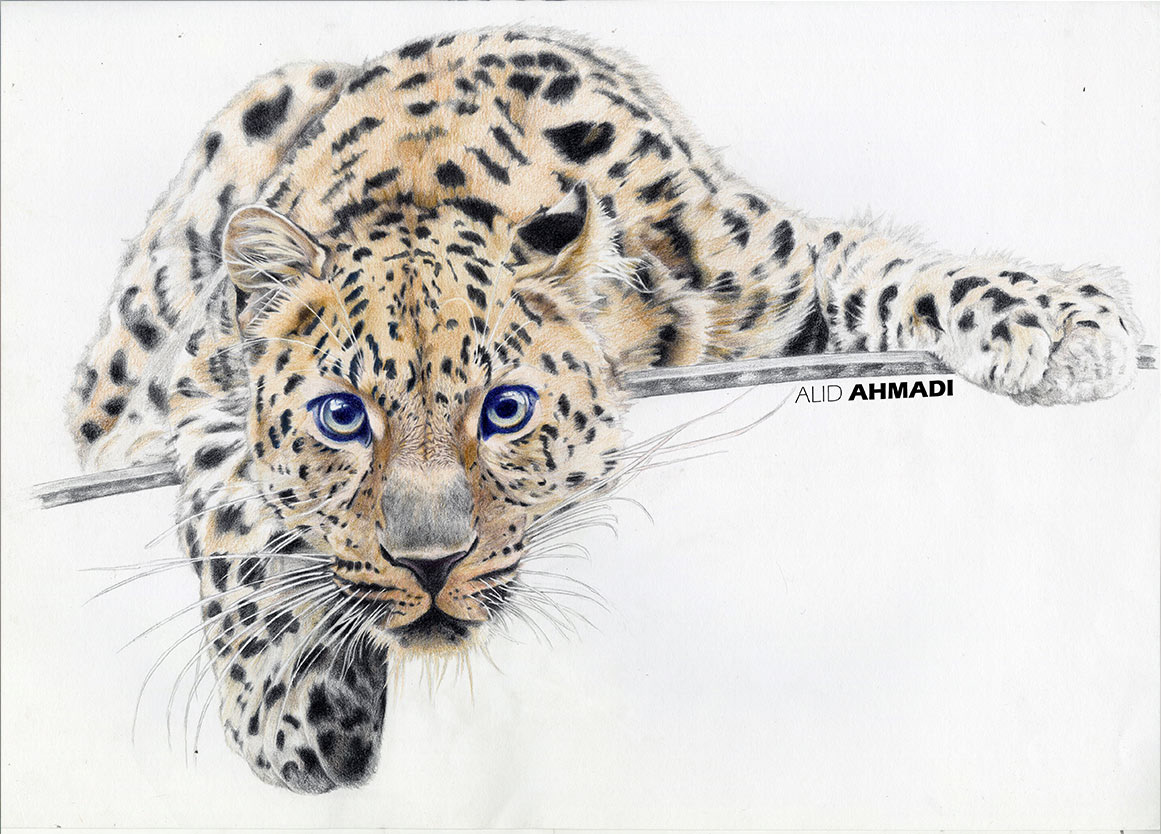 leopard colour pencil animal