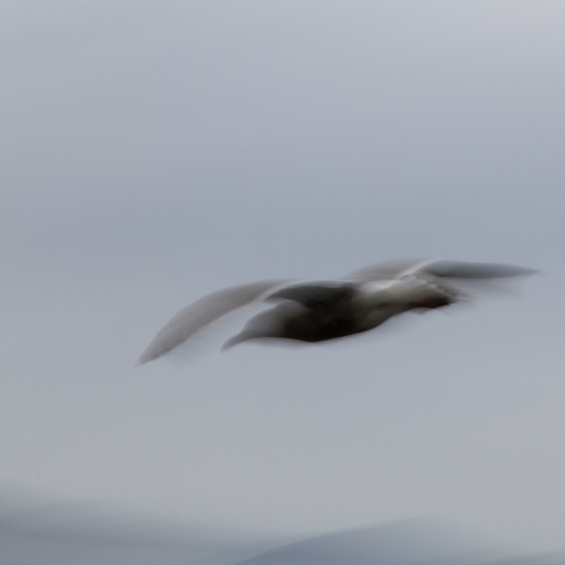 birds flight motion Don Romanchuk blur slow shutter panning