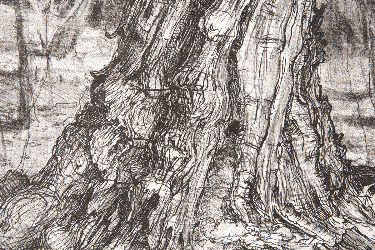 printmaking Illustation Tree  intaglio engraving forest maple bark risd farming