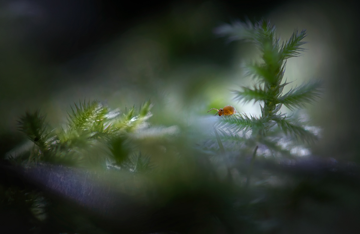 forest Macro Photography moss Nature Outdoor springtail