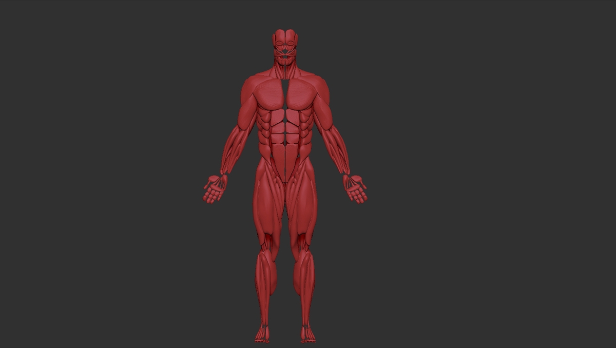 human male muscle Zbrush Sculpt 3D design