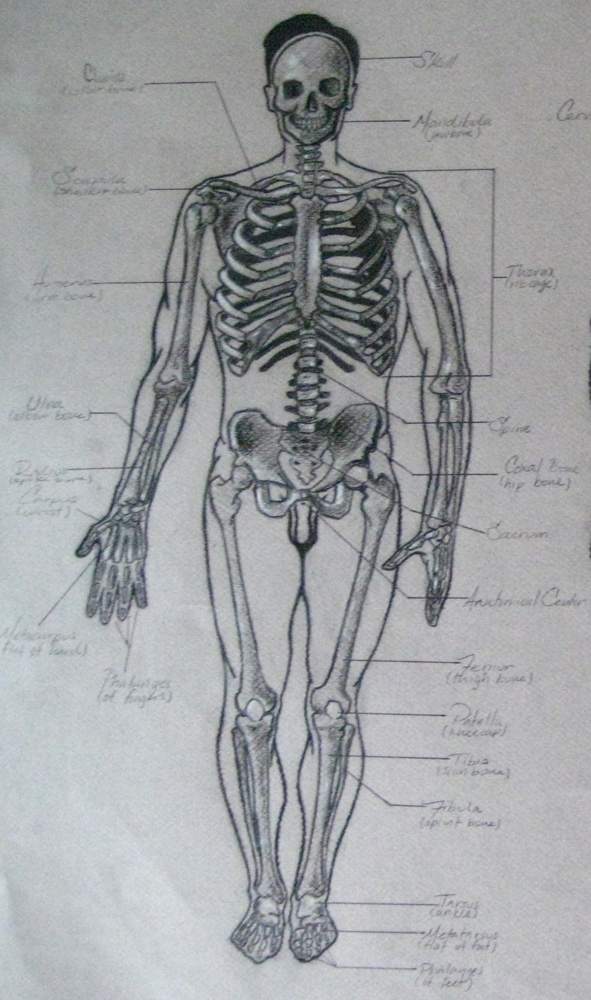 anatomy charcoal
