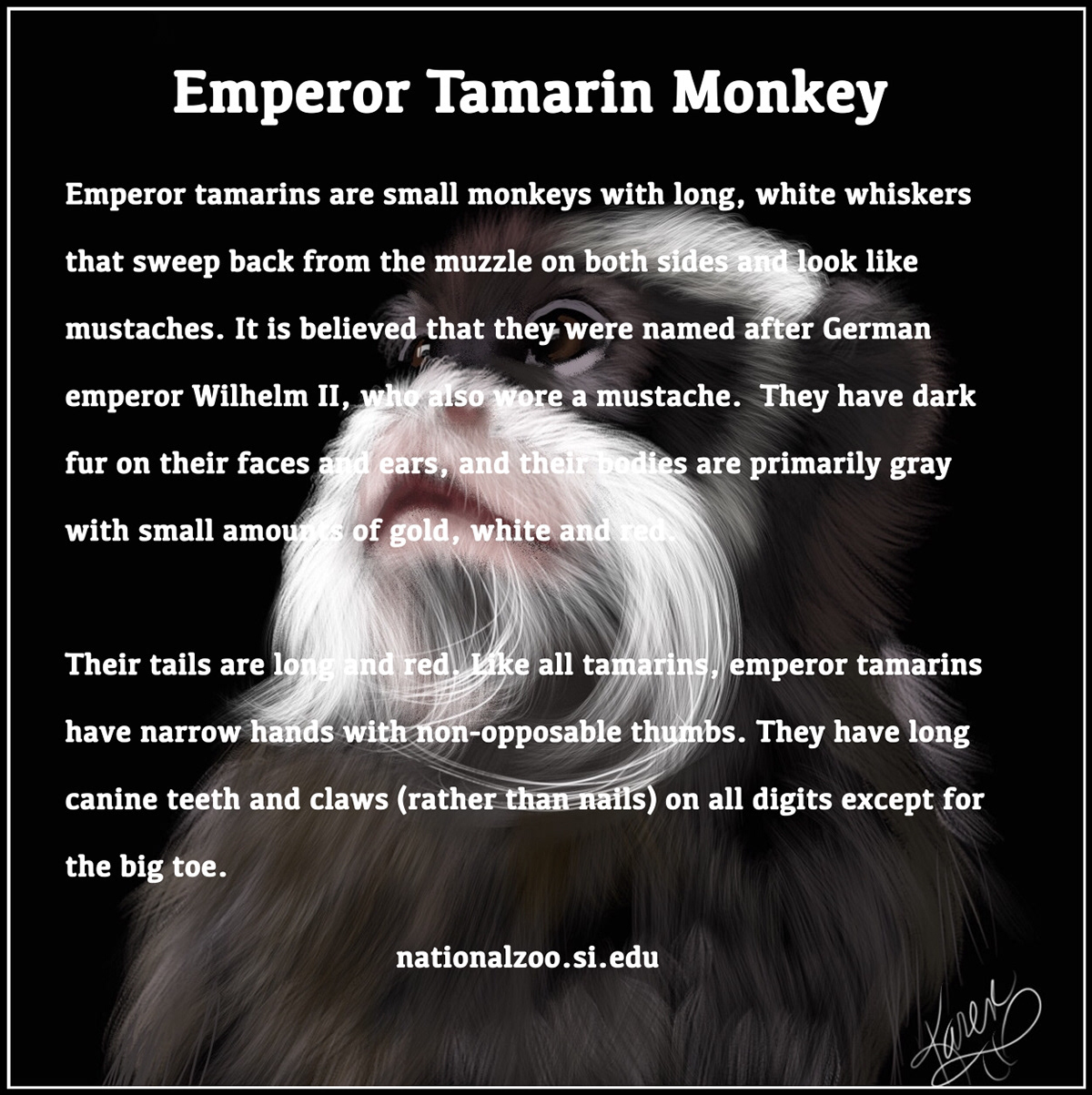 Digital Art  digital painting Drawing  illustrations primates animals monkeys Emperor Tamarins