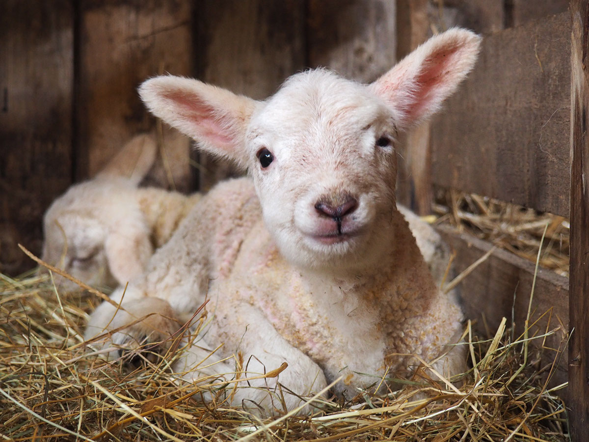 sheep lamb photo newborn barn farm