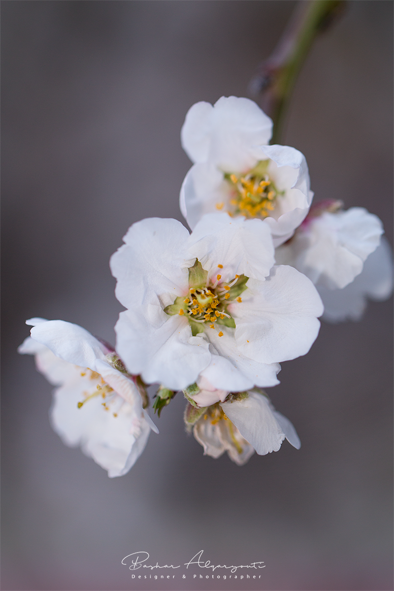 almond flower macro photographer