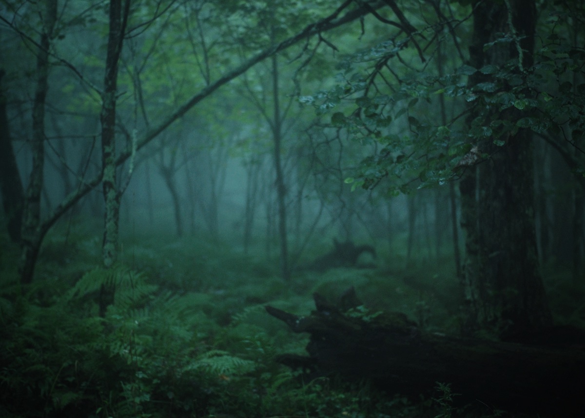trees  forest blue ridge mountains woodland foliage ferns green moss mist fog virginia wilderness leaves alone mysterious