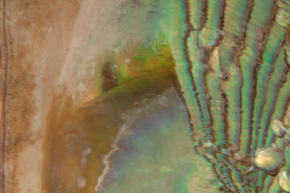macro sea color lighting abstract Fossil Abalone desaturated color intertidal organism