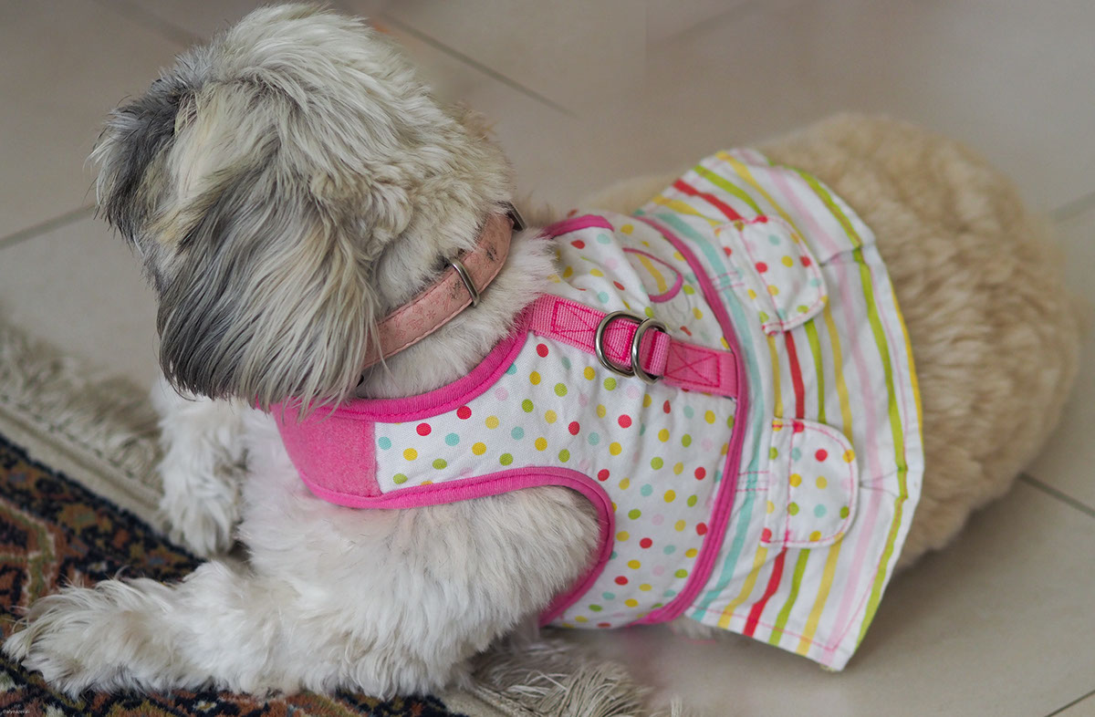 tanya pets dogs dog fashion Outfits Shih Tzu
