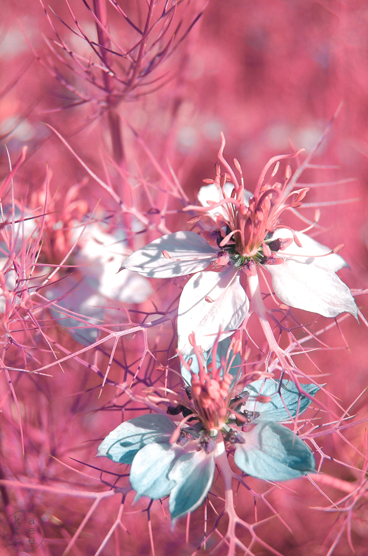 edit Photoedit infrared Nature Flowers flower Pastels colors aesthetic soft delicate