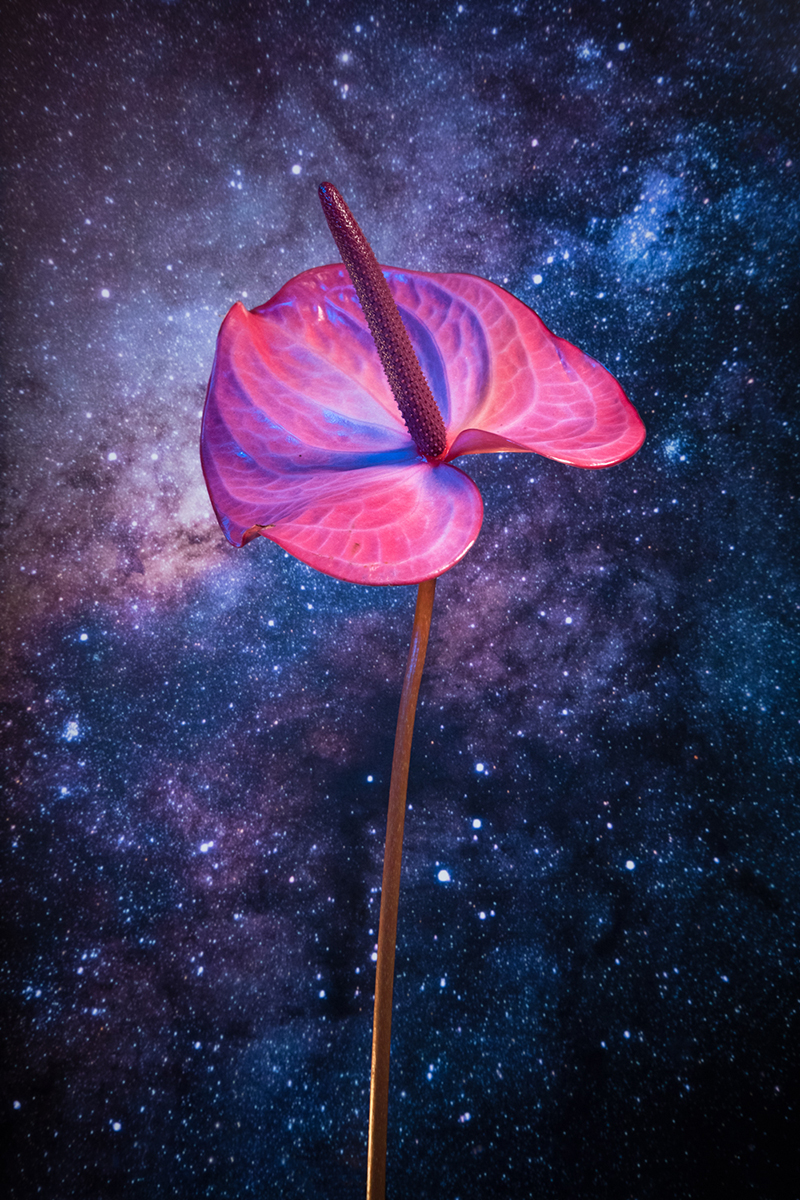 Space  Flowers Photography  beauty images universe world art direction  stars nasa