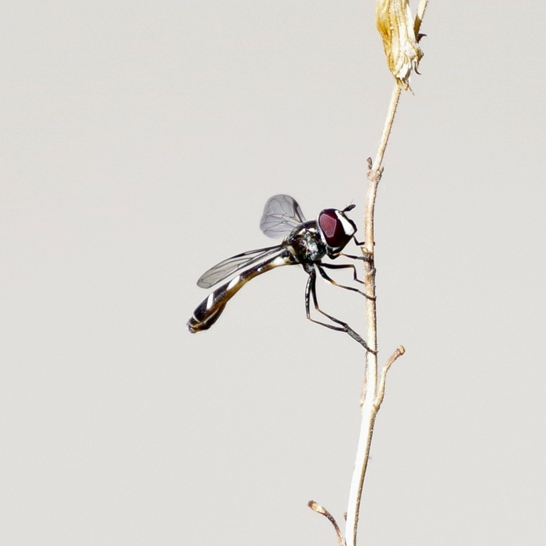Digital camera hoverfly Nature Photography  wildlife