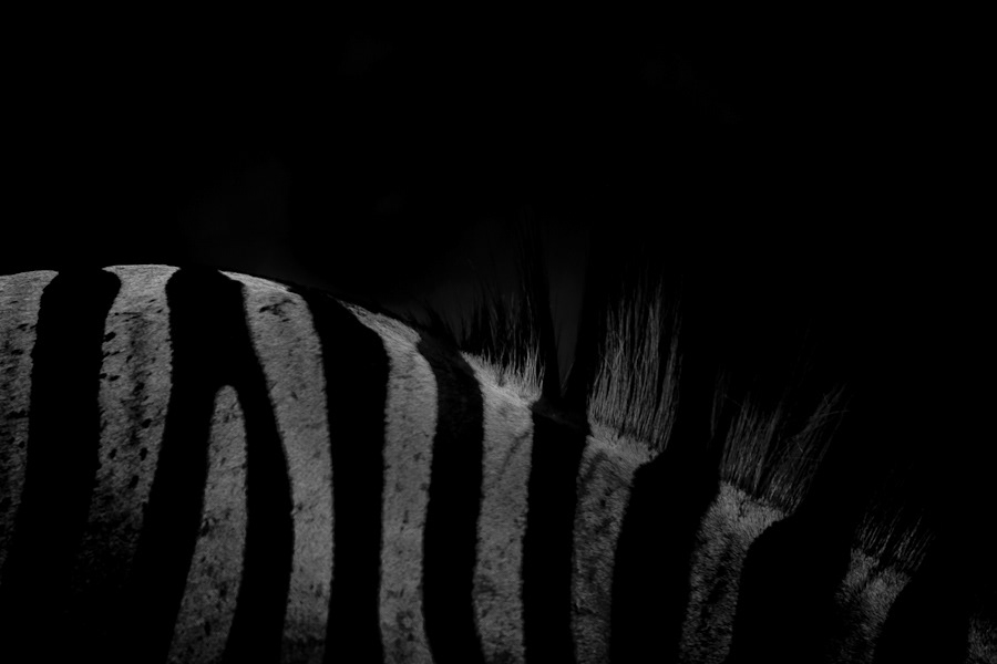 kruger park zebra wildlife animals game Nature Patterns stripes black & white