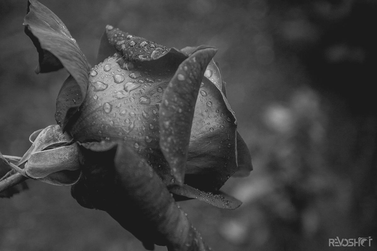 monochrome black and white photo photograph flower Nature