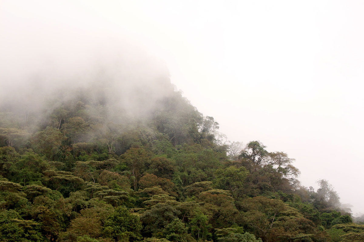 reserva natura Chicaque bosque niebla bosque de niebla Fotografia paisaje ladscape