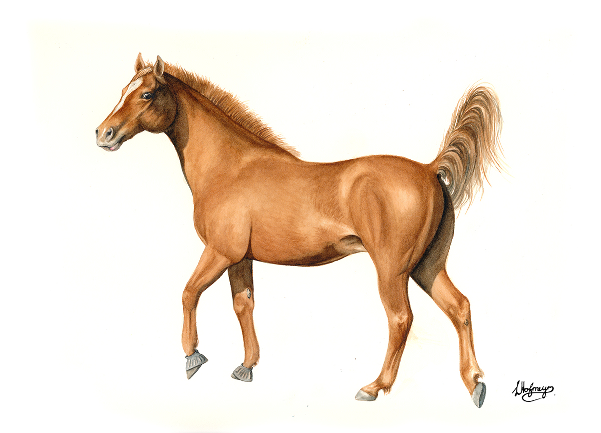 equestrian horse horse art
