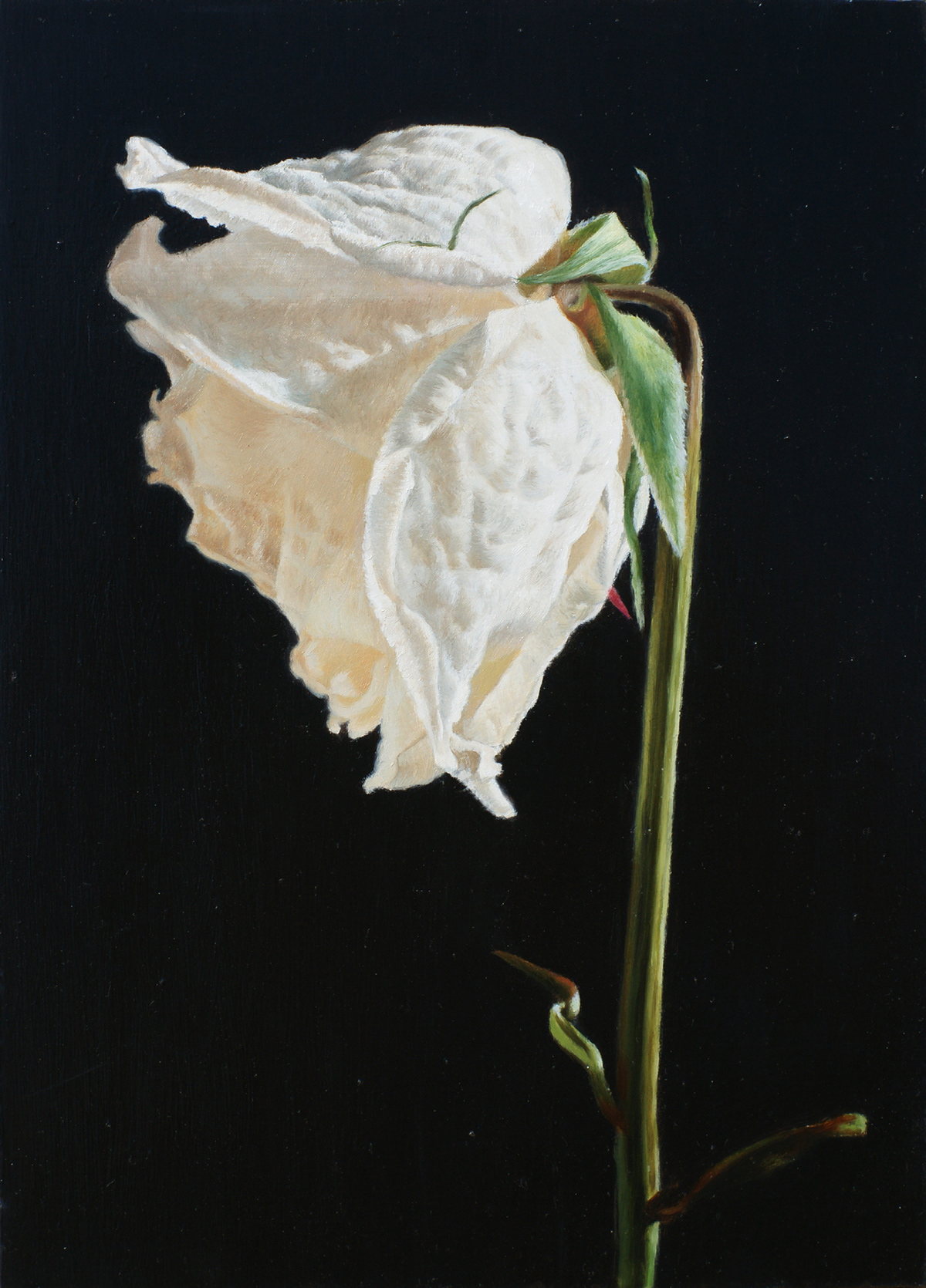 rose flower driedflower kimseunghwan senghwankim painting   oilpainting oiloncanvas Realism