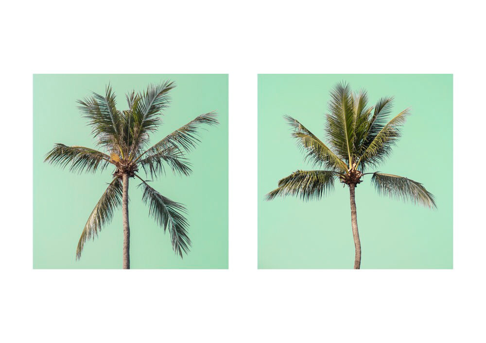 Palmen palms square minimalismus 1x1