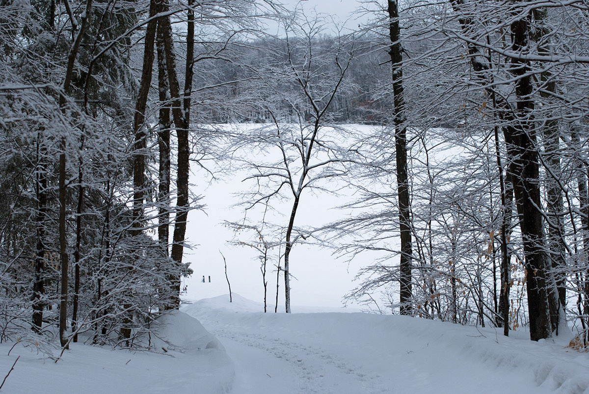Adobe Portfolio trees Tree  Beech woods bois winter hiver Connecticut snow neige