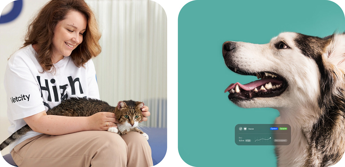 animals app design branding  identity logo pets ui design UI/UX user interface Web Design 