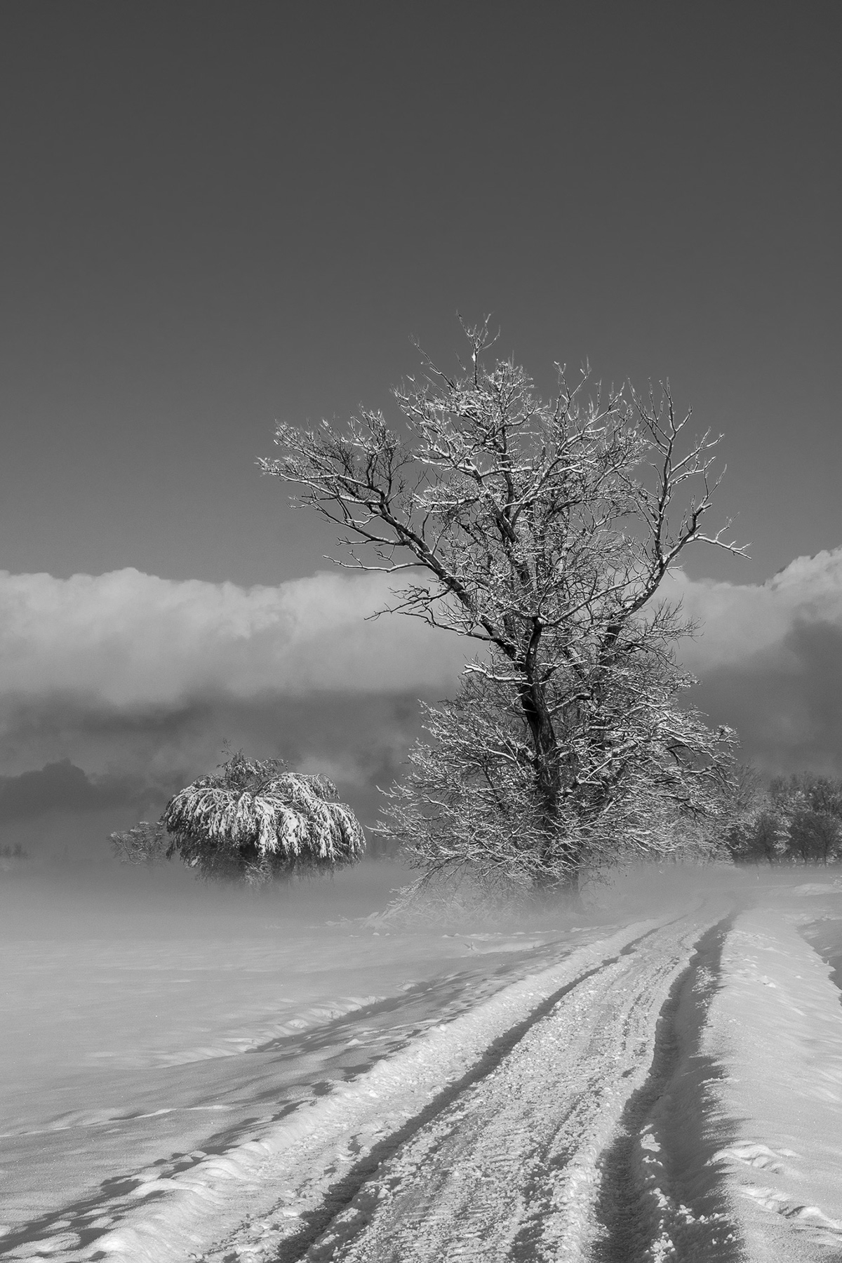 Landscape snow Photography  austria Vorarlberg black and white monochrome höchst Rheindelta