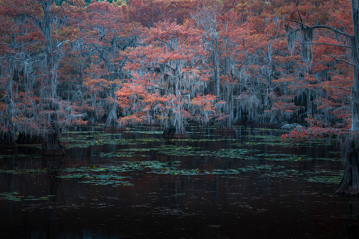 landscape photography Nature autumn colors swamp Landscape Photography  Caddo Lake cypress trees cypressswamp landscape-photography