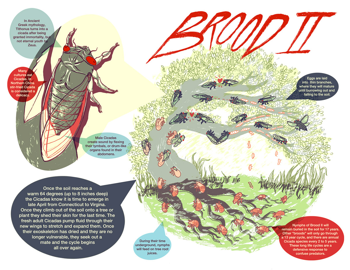 cicada brood II Insects bugs infographic