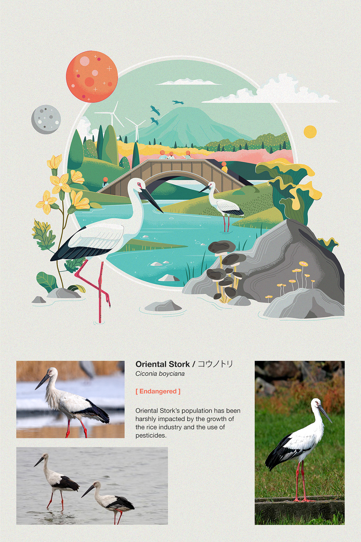 adobe illustrator vector forest animal bird Nature Landscape wildlife museum