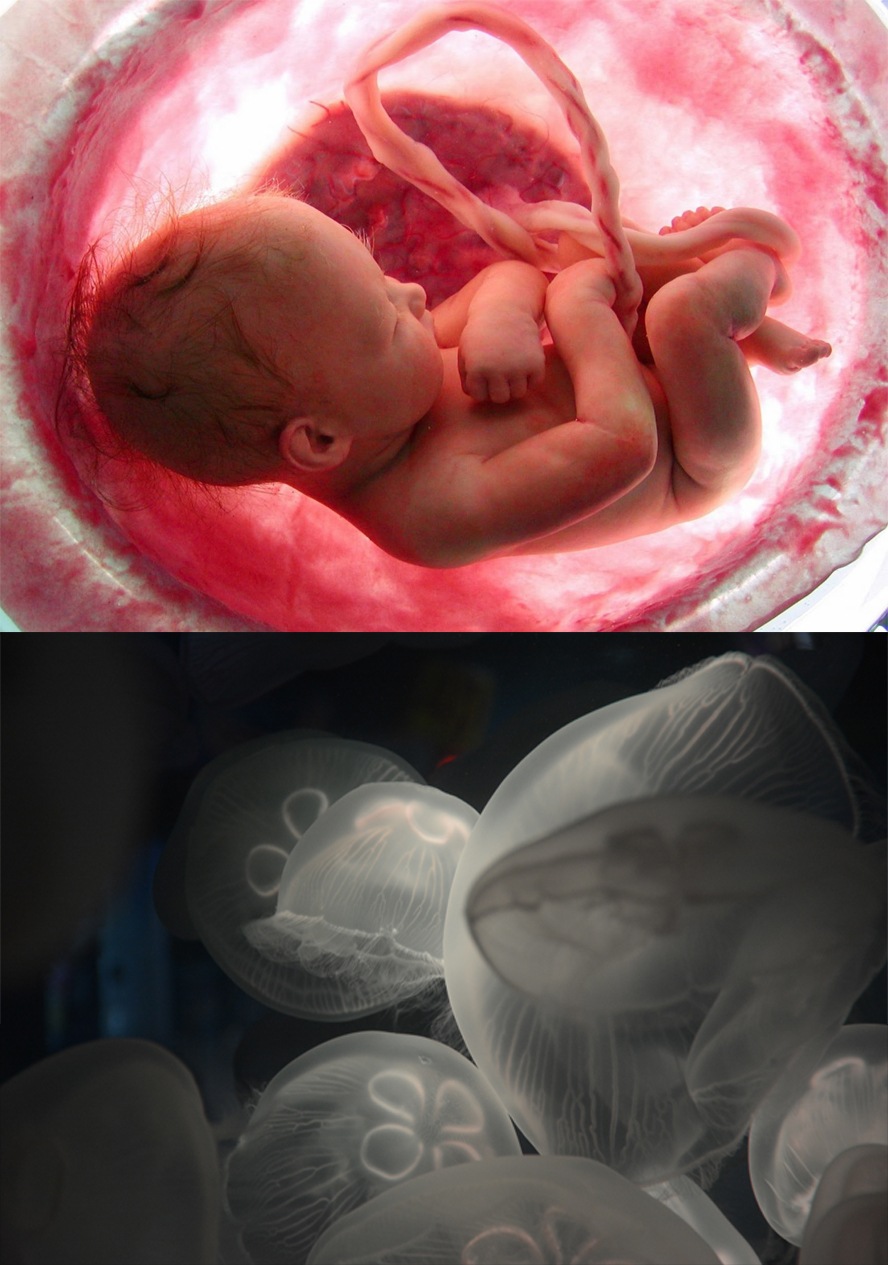 Embryo baby mother جنين طفل light photoshop