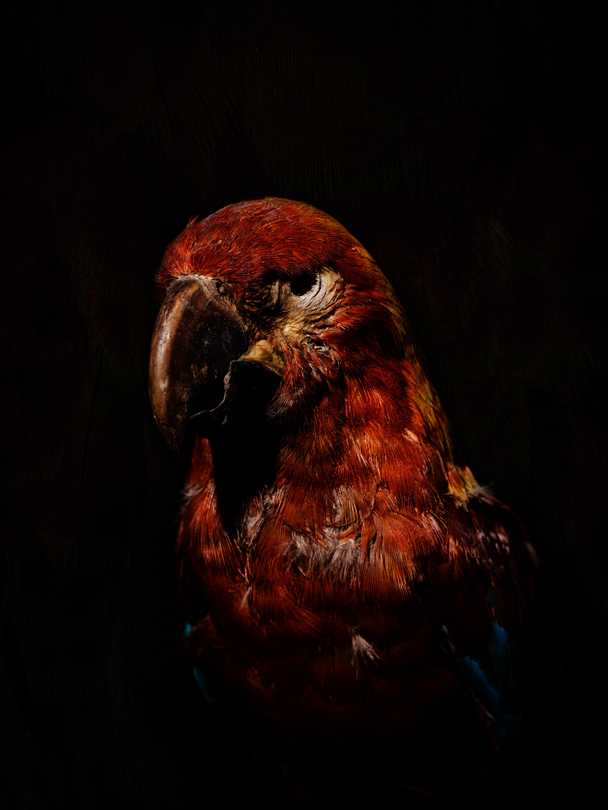 animal portrait animals bird endangered extinct fine art Nature Photography  still life Leica