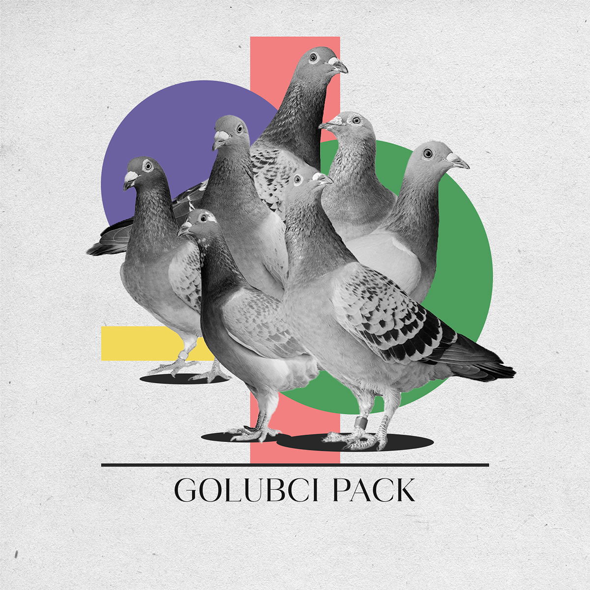 Pack free animals collage download ILLUSTRATION  Digital Art  artwork Graphic Designer bird