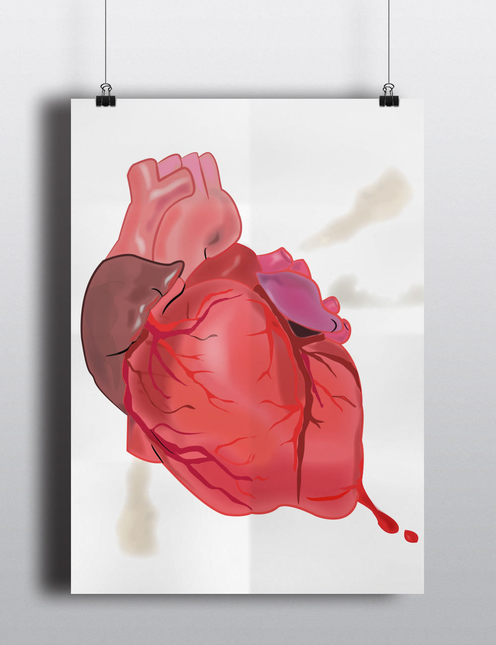 heart anatomy human organs medicine