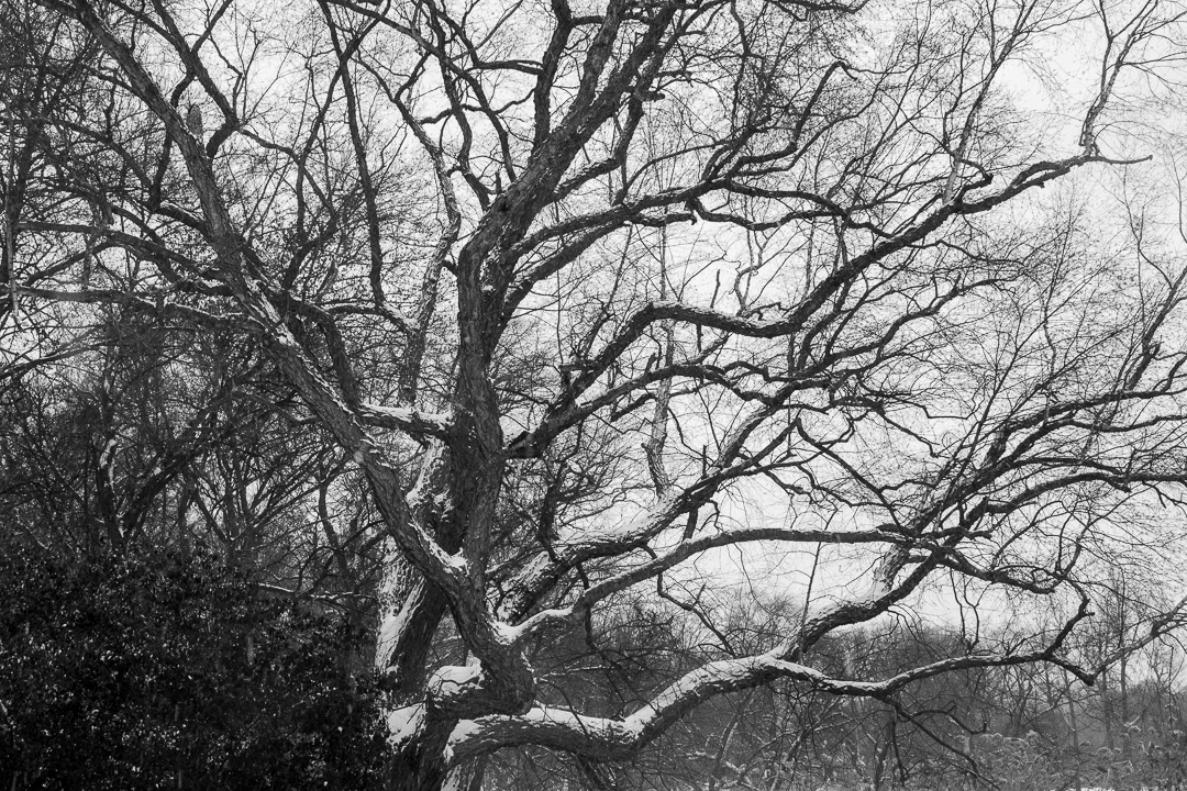 Brooklyn Landscape Nature newyork snow winter