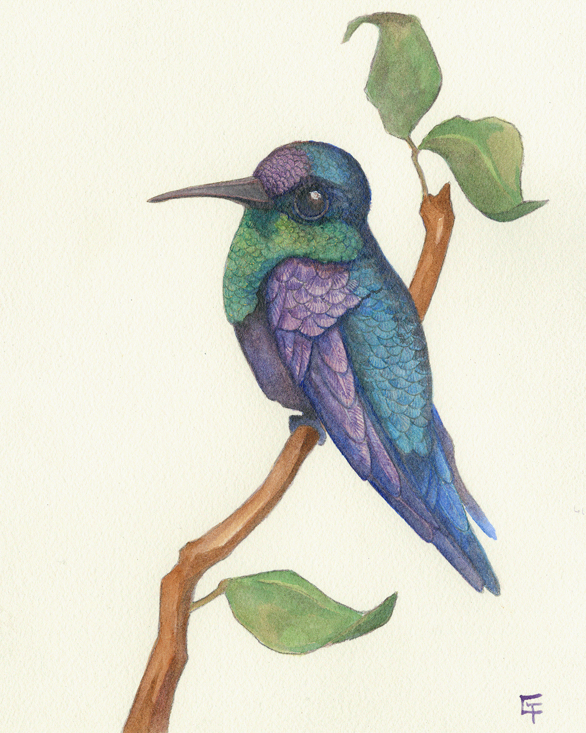 bird hummingbird ILLUSTRATION  Nature watercolor