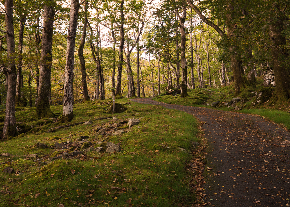 Adobe Portfolio Sony A7 wales forest trees Landscape