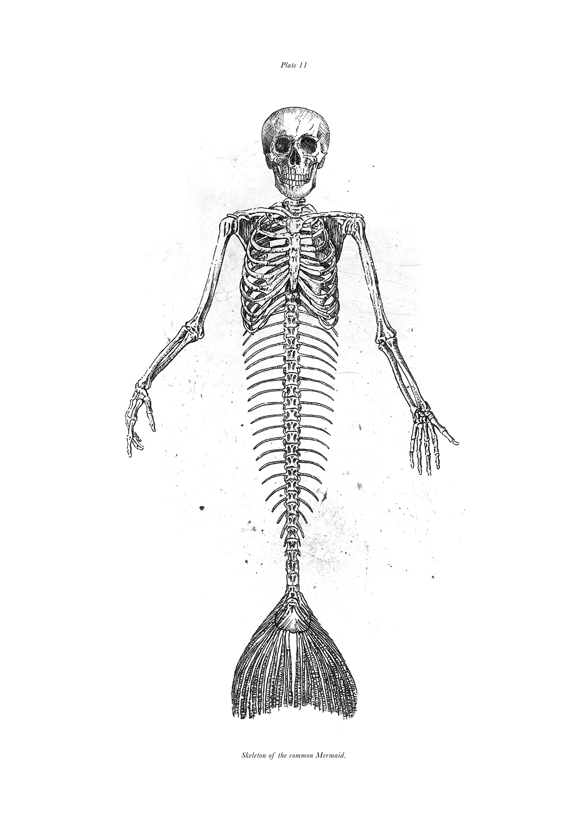 greek mythology skeleton hybrid creature bones ink blackandwhite anatomy