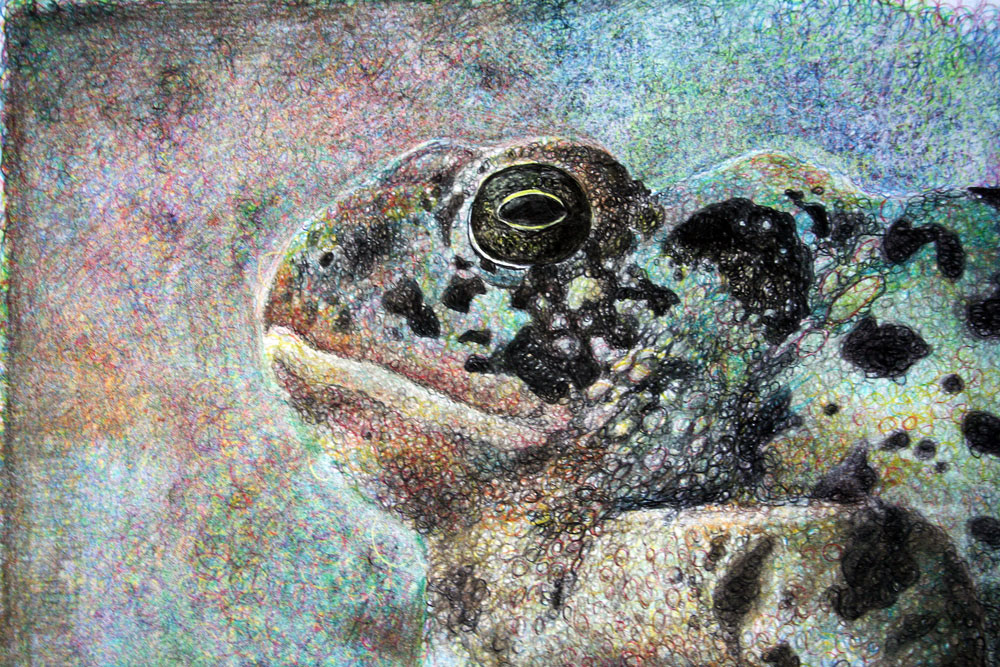 toad circles frog bumpy pointilism dots optical animal