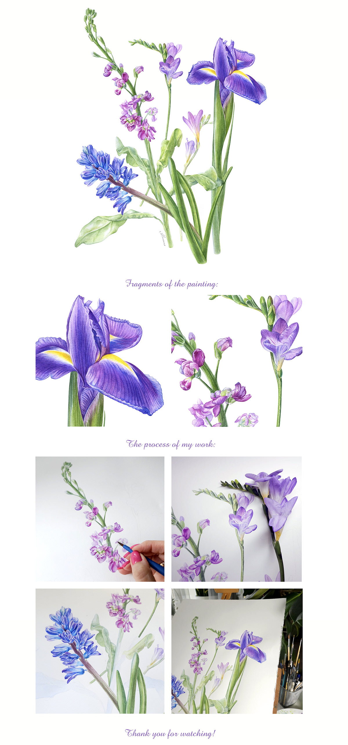 watercolor illustration Flowers Bouquet iris hyacinth freesia botanical illustration botanical spring matiola