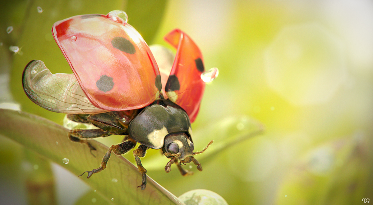 CG 3D ladybug insect Nature