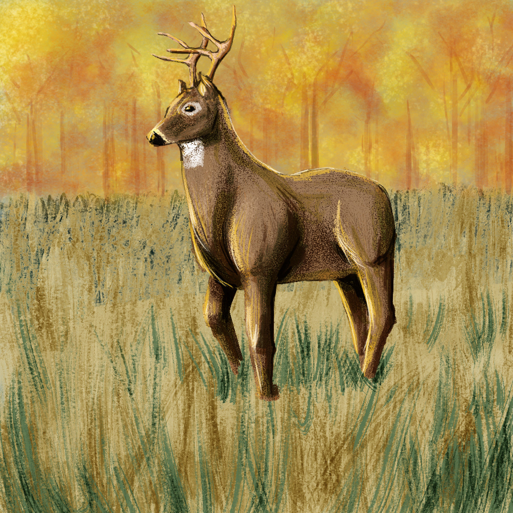 autumn deer digital ILLUSTRATION  Nature