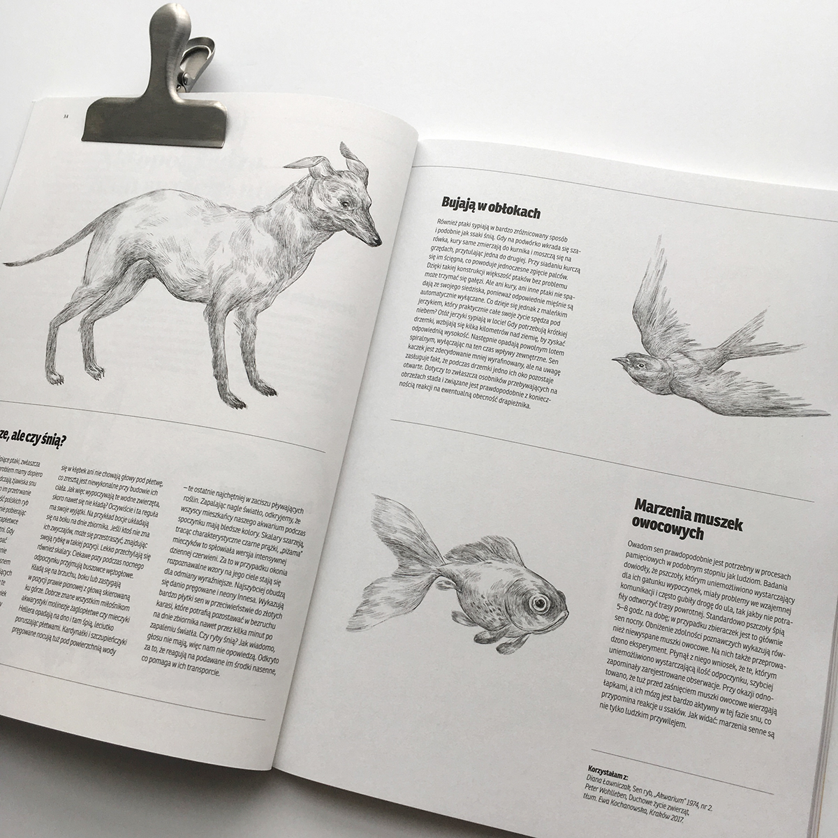 animal Drawing  dream Editorial Illustrations ILLUSTRATION  ink magazine