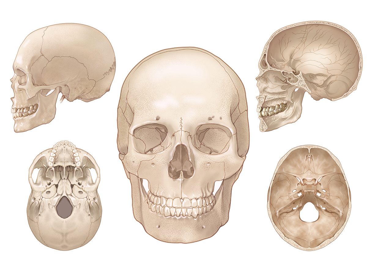 Детский череп анатомия