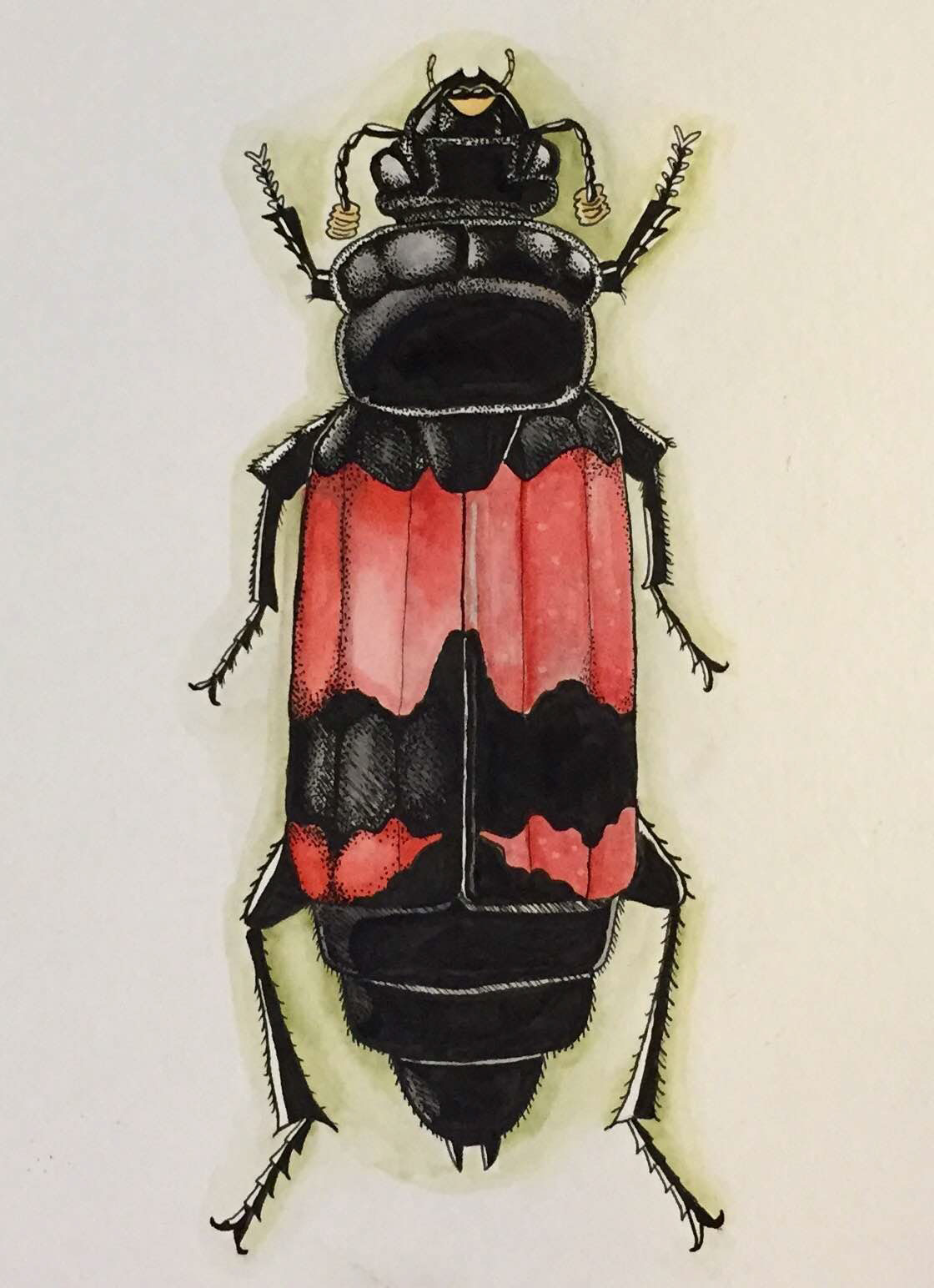 entomology bugs watercolor ink