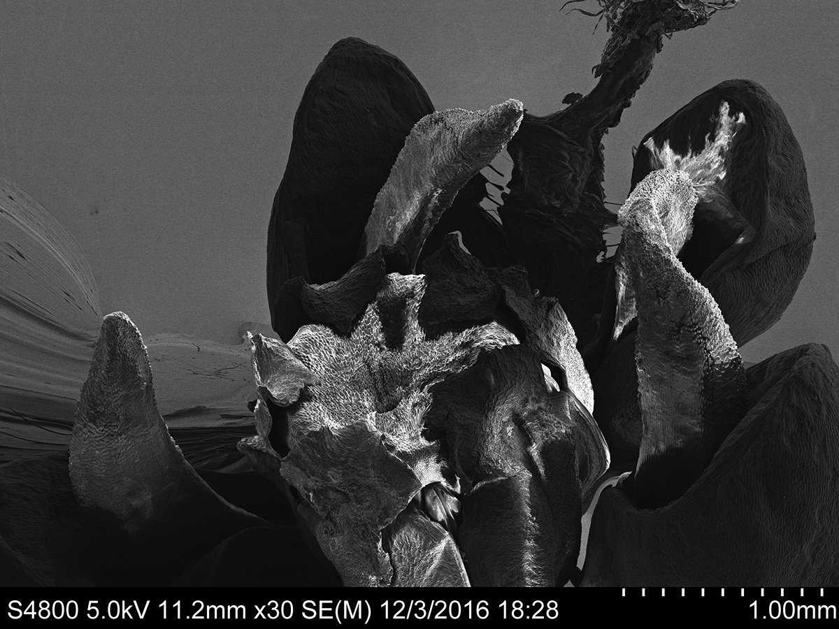 Electron Microscopy scanning electron microscopy microscope flower biology microscopy beauty of nature bizzare DISTORTED hallucinogens