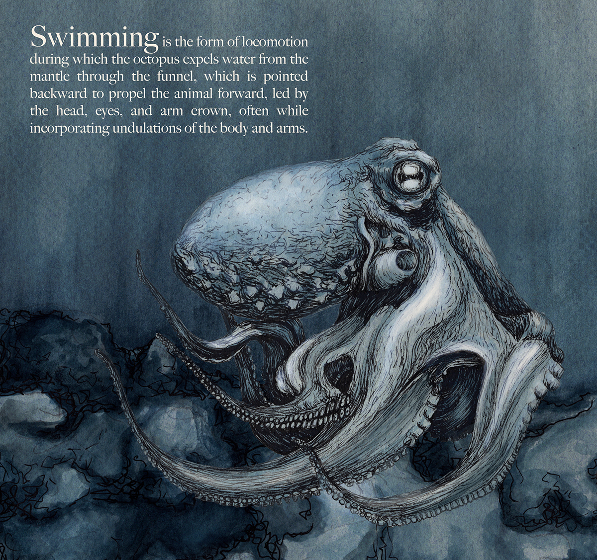 scientific illustration octopus marine biology Octopus Vulgaris science locomotion
