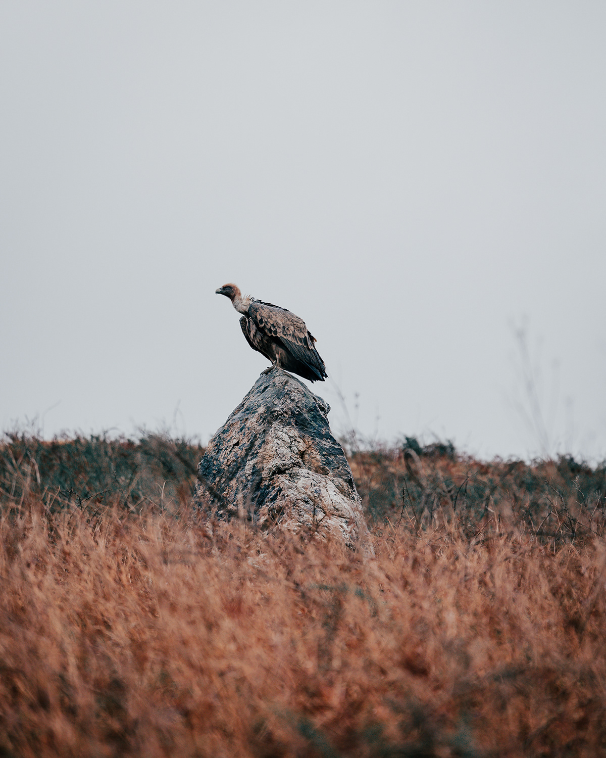 euskadi vulture oiseau pays basque rapace vautour