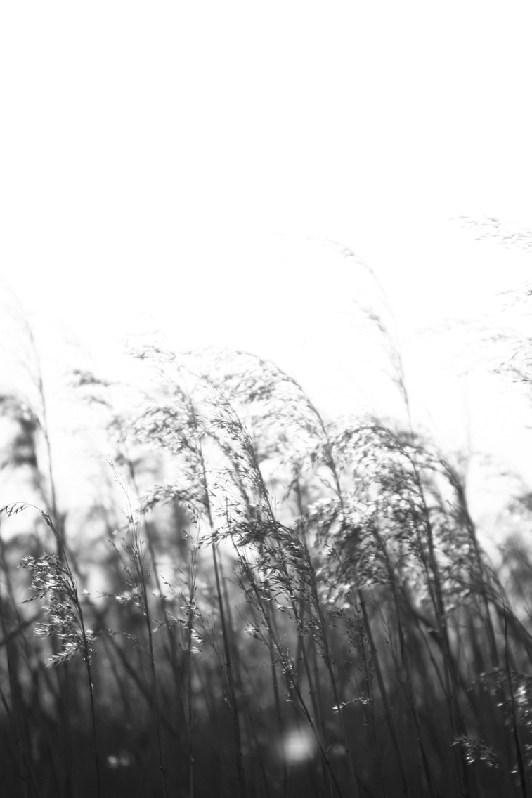 bay wetland swamp black reed wind photographs
