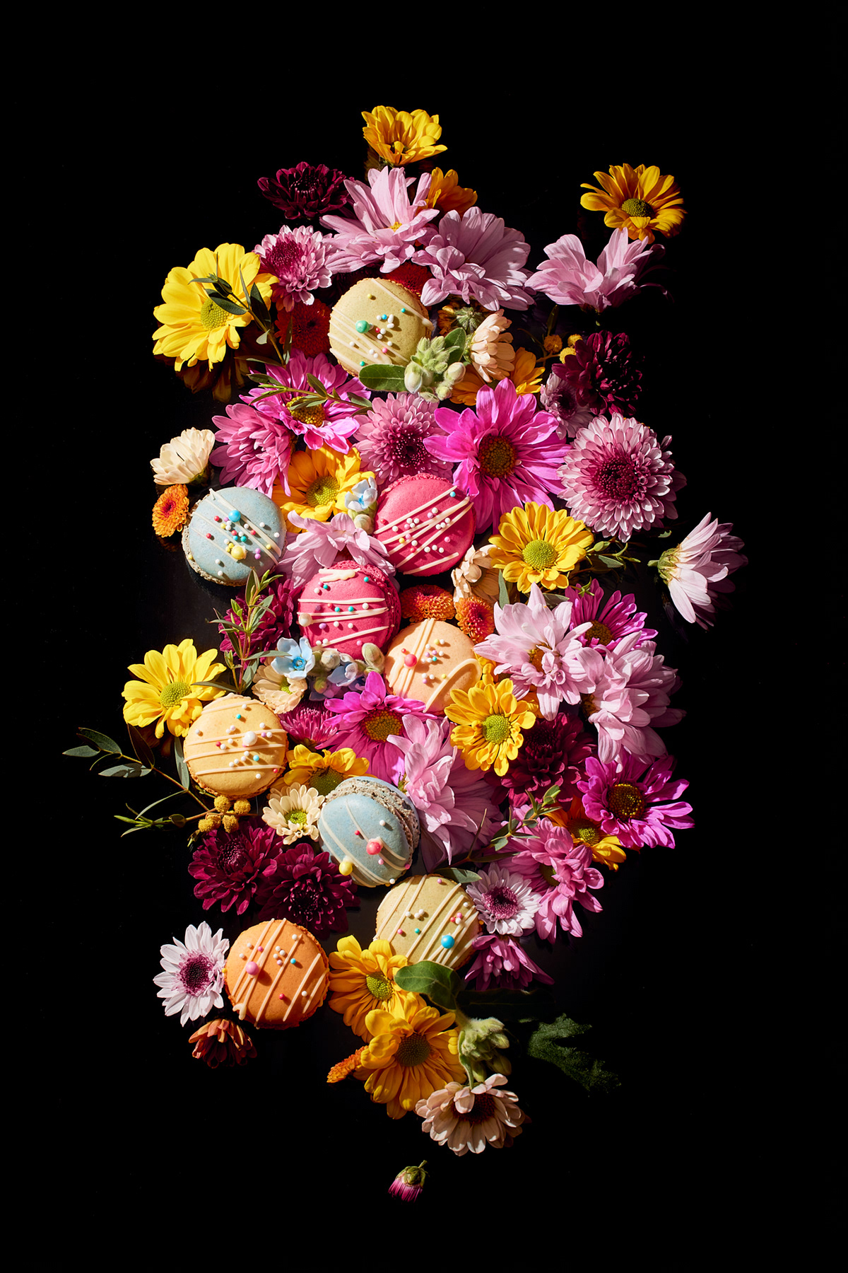 artwork Chrysanthemum colorful dark flower lighting macaron Photography  pink powder