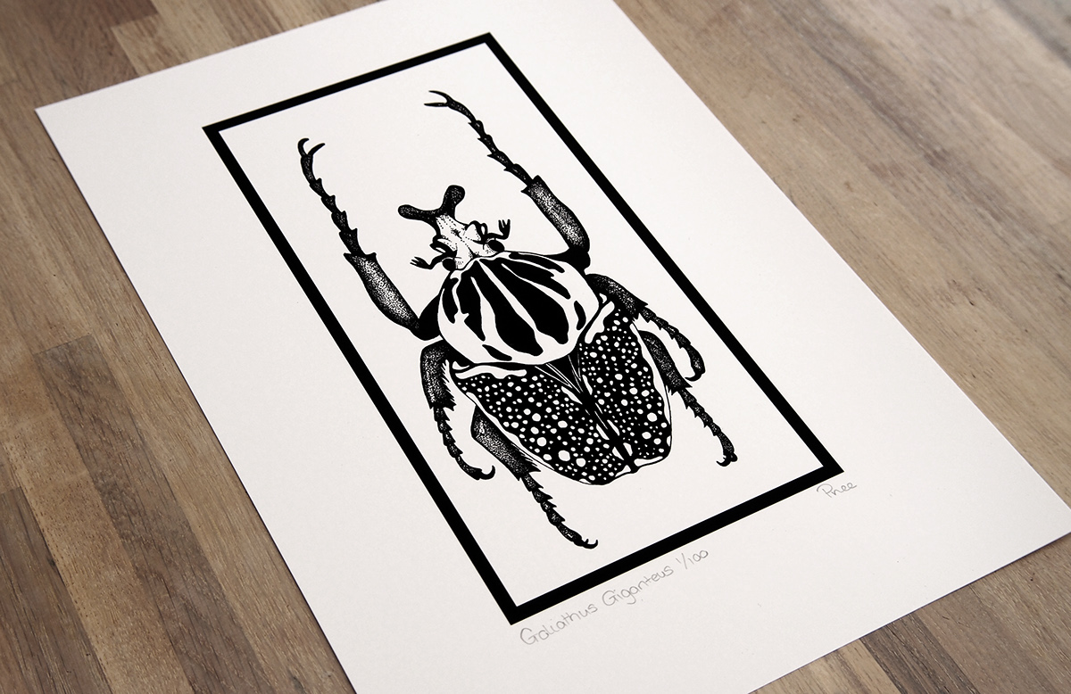 Adobe Portfolio beetle Goliath Beetle line drawing fineliner pen ink africa Tropical insect scientific Nature south africa handdrawn dot work bug